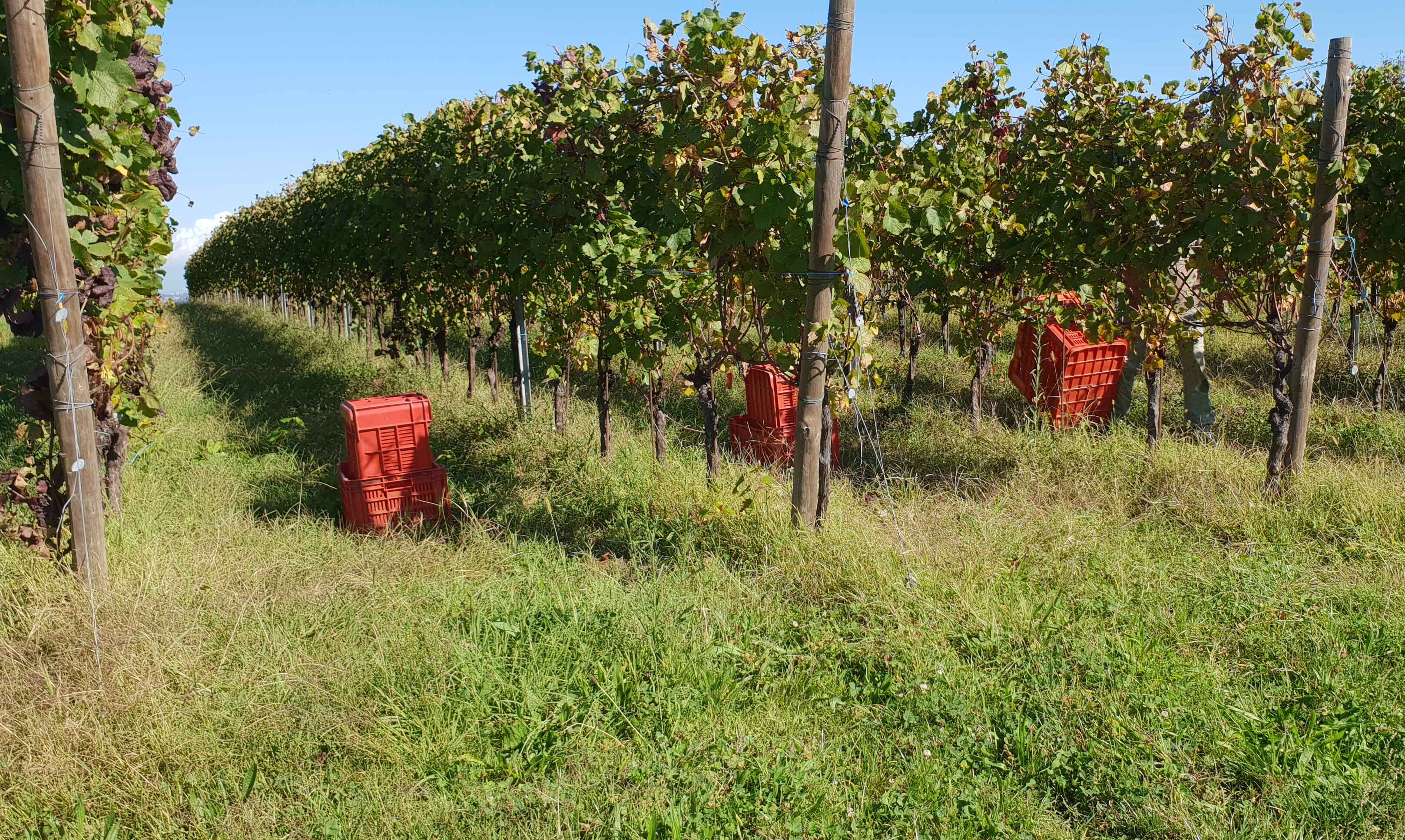 La vendemmia è arte